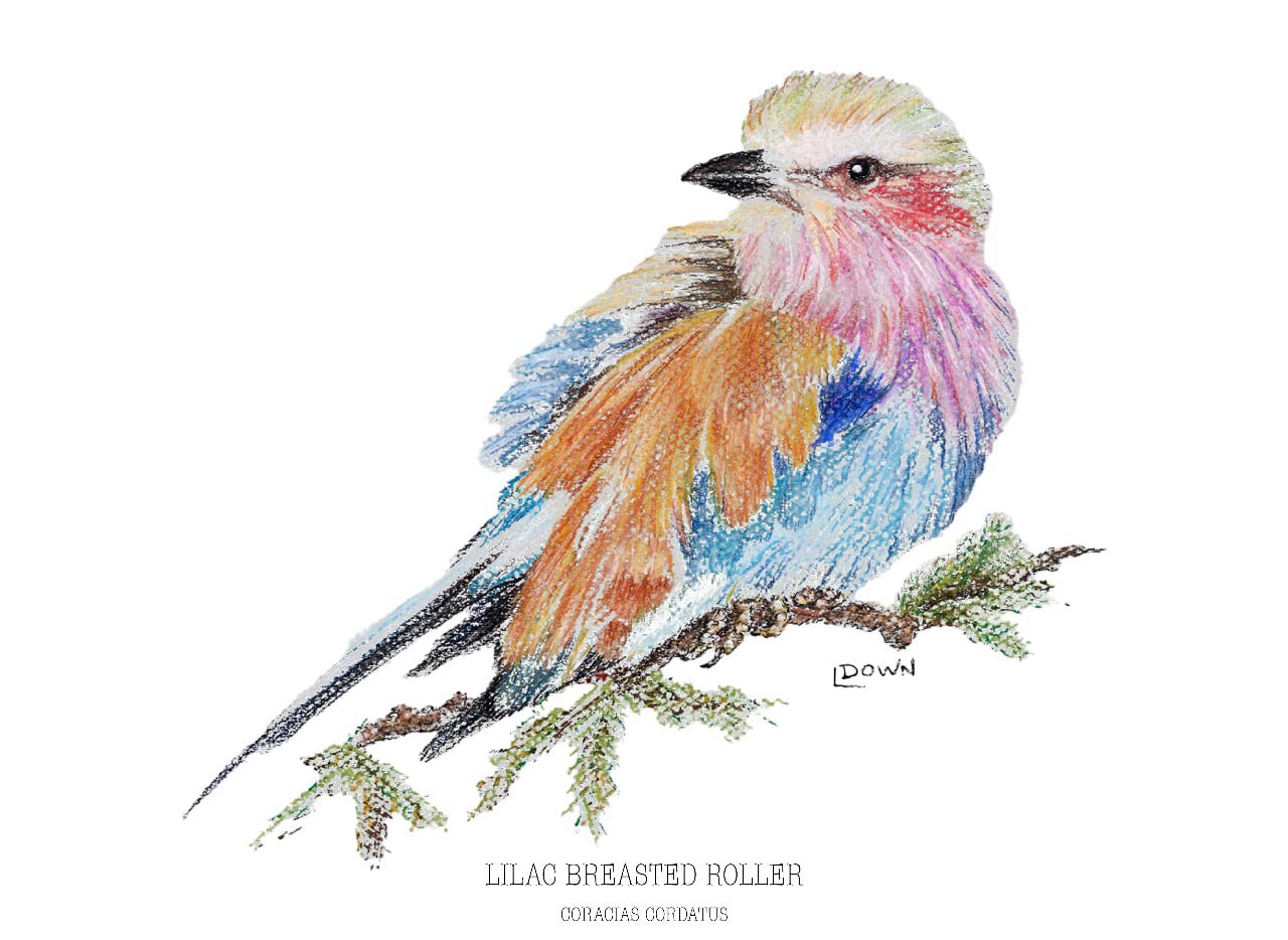 Strays Creations Sea Shells